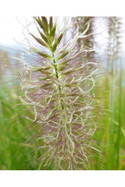 Пеннисетум Little Bunny кремово-белые колоски